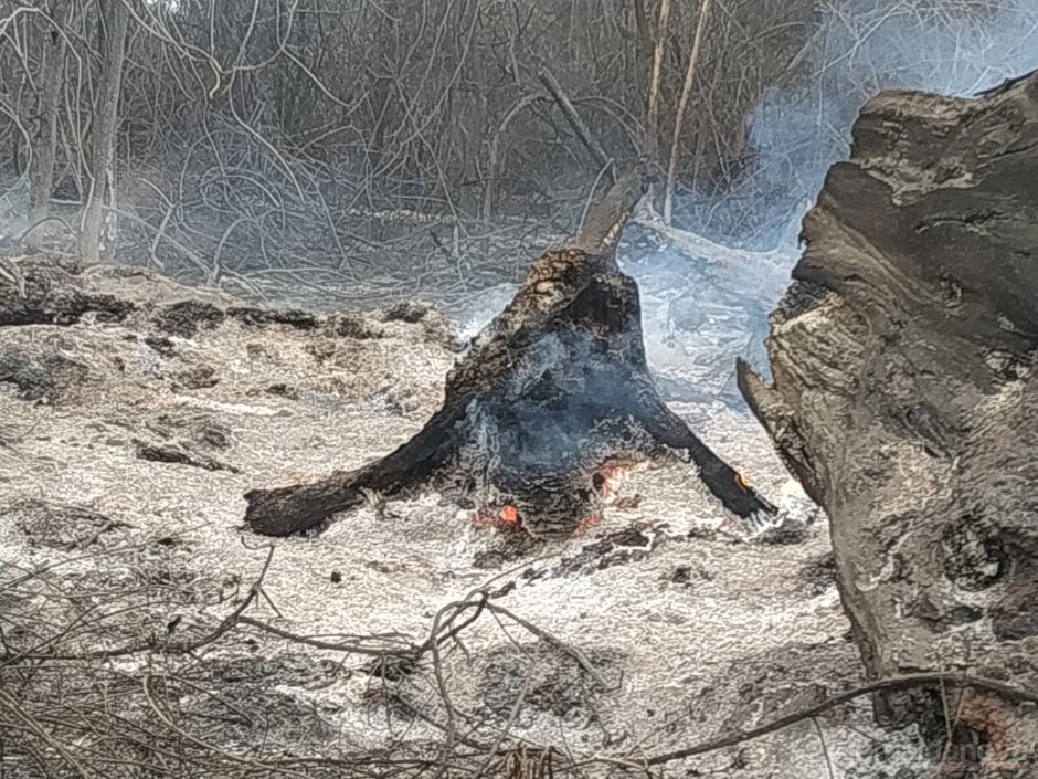 Usina de Nova Andradina leva multa de quase R$ 1 milhão por incêndio em lavoura de cana