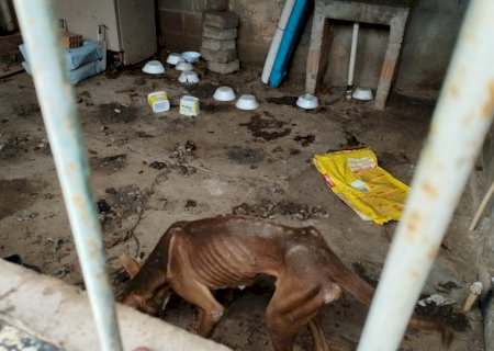 Polícia Civil resgata seis cachorros em situação de maus-tratos em Corumbá e indicia tutor