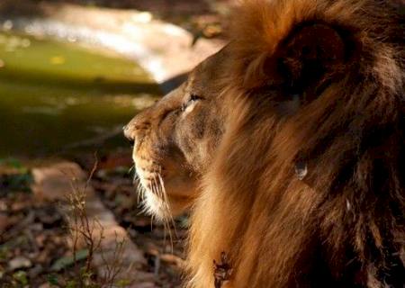 História do leão solitário de MS ganha simpatizantes até no exterior