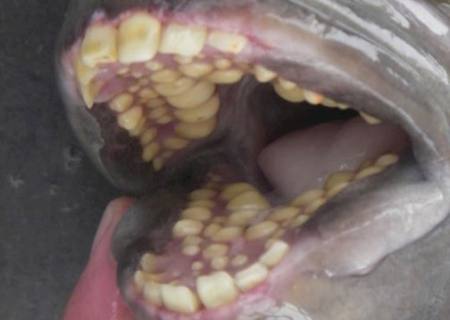 Peixe da costa brasileira tem dentes similares aos humanos