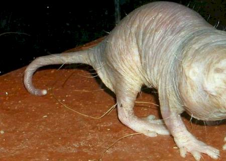 Ciência descobre por que rato-toupeira não desenvolve câncer