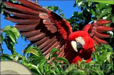 35 milhões de animais são retirados do meio ambiente no Brasil
