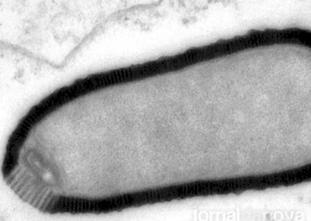 Descongelado, vírus gigante de 30 mil anos volta a ser contagioso