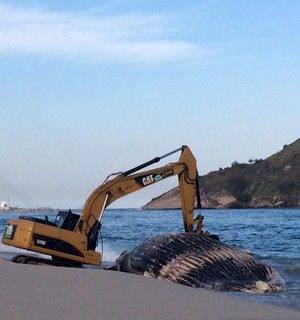 Máquinas retiram baleia morta de praia no Rio