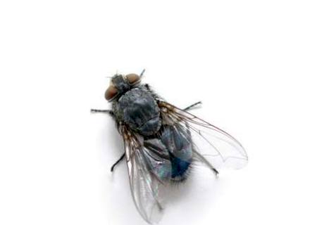 Larvas de mosca podem curar feridas, diz cientista
