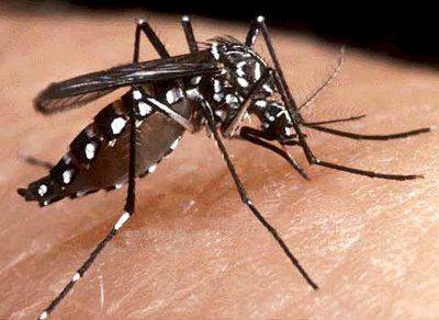 Fiocruz solta mosquitos imunes à dengue para conter doença