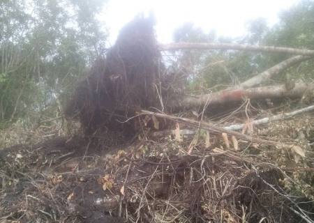 PMA autua administrador de fazenda por desmatamento