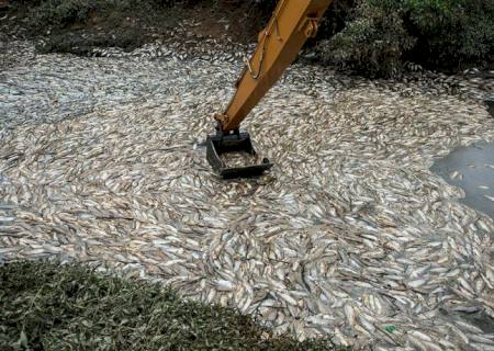 Peixes mortos são retirados do rio Tietê