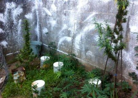Casal tem casa invadida, chama PM e é preso por plantação de maconha