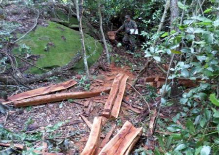 Fazendeira é autuada por exploração ilegal de madeira