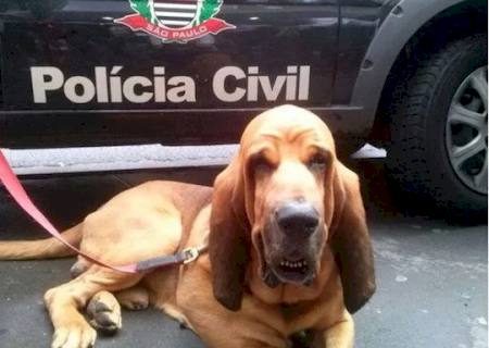 Cão ganha medalha em São Paulo