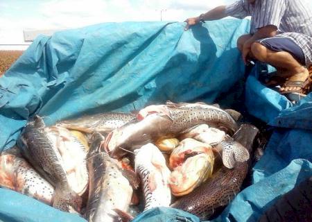 PMA apreende 300 kg de pescado ilegal