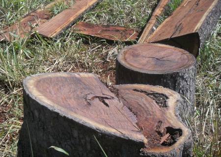 PMA autua fazendeiro por exploração de madeira