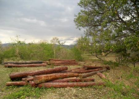 Fazendeiro é autuado por armazenamento ilegal de madeira de lei