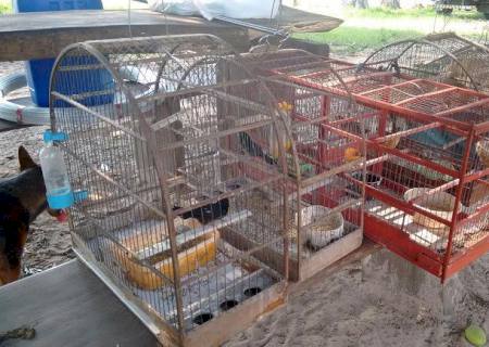 Campeiro de Taquarussu é autuado por manter aves silvestres ilegalmente
