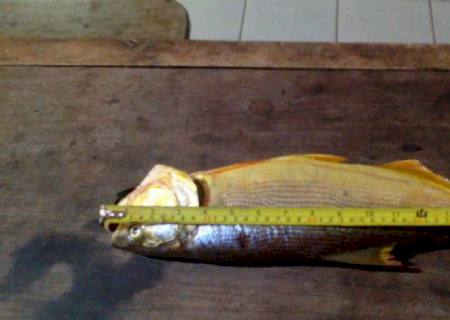 PMA autua pescador preso pela PM de Corguinho por pesca predatória