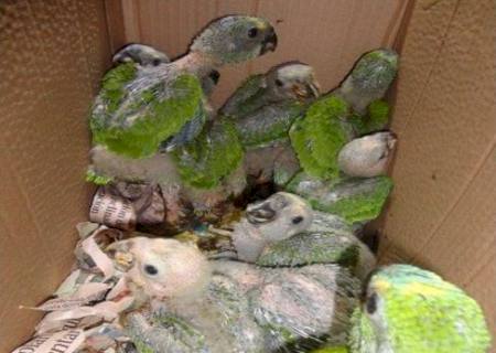 PMR apreende caixa com 11 aves silvestres