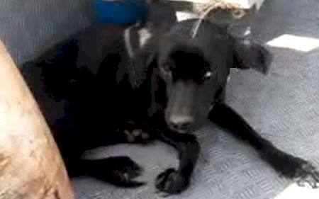 PMA resgata cachorro abandonado em ilha do rio Paraná