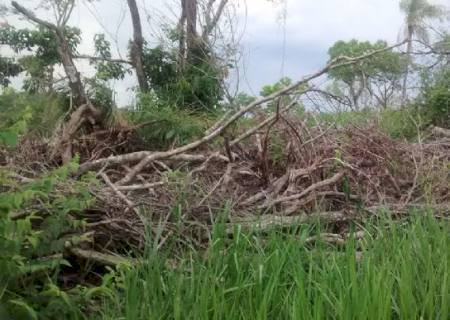 PMA autua pecuarista por desmatamento ilegal de 40 hectares