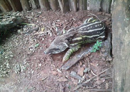 PMA recolhe filhote de anta encontrado abandonado à margem de rodovia