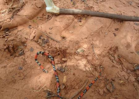 PMA flagra jovem que parou veículo para matar serpente em beira de estrada