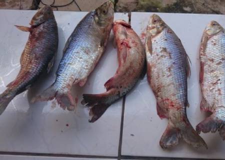 PMA prende mulher com pescado capturado durante a piracema