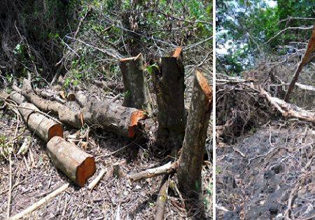 PMA autua dono de olaria por destruir mata ciliar de córrego