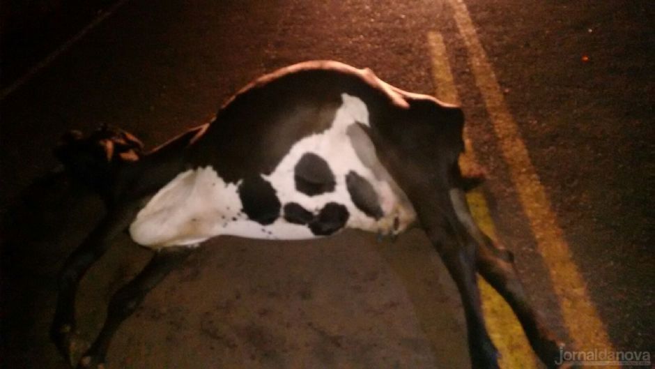 Trabalhador morre ao colidir moto em vaca em Angélica