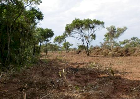 PMA autua pecuarista por desmatamento ilegal