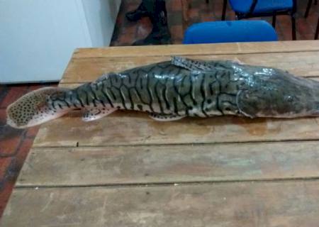 PMA prende pescador por desrespeitar pesque-solte