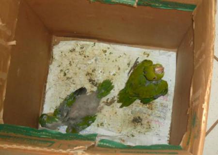 PMA autua infratora por manter aves silvestres ilegalmente em cativeiro