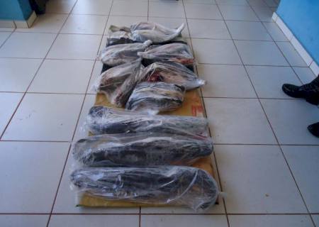 PMA apreende 52 kg de pescado ilegal