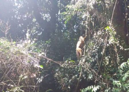Macaco-prego que caiu de rede elétrica volta ao seu habitat