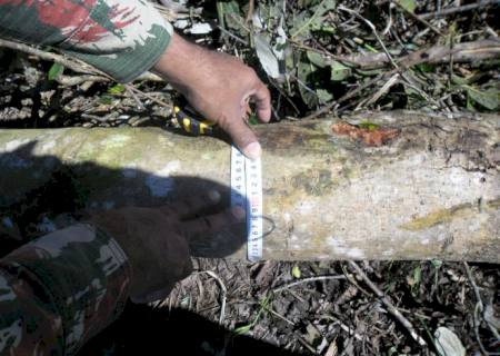 PMA autua fazendeiro por desmatamento de área protegida em MS