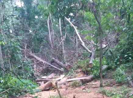 Homem é autuado por exploração de madeira