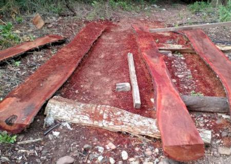 PMA autua dono de pesqueiro por derrubada de árvores