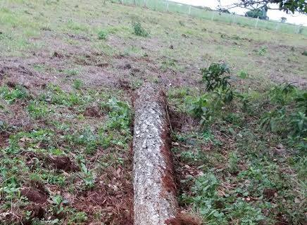 PMA autua pecuarista em R$ 2,5 mil