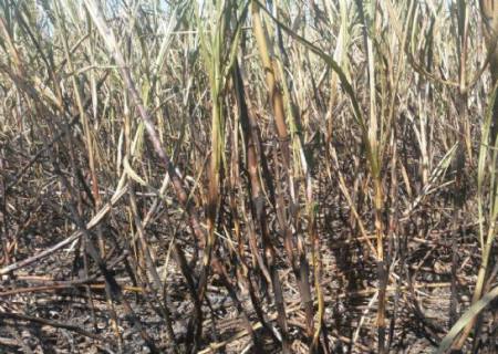 PMA autua arrendatário rural por provocar incêndio em área de cana-de-açúcar