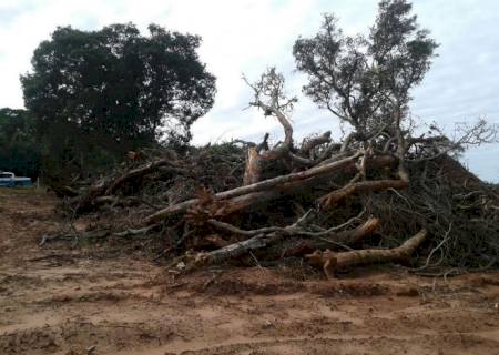 PMA autua fazendeiro por exploração ilegal de madeira