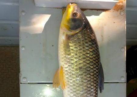 Dois são autuados por pesca predatória