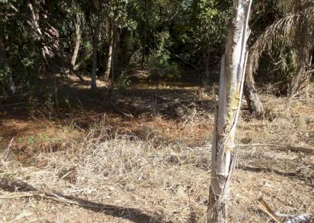 PMA autua dono de chácara por derrubar árvores