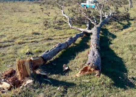 Infrator é autuado por derrubada de árvores