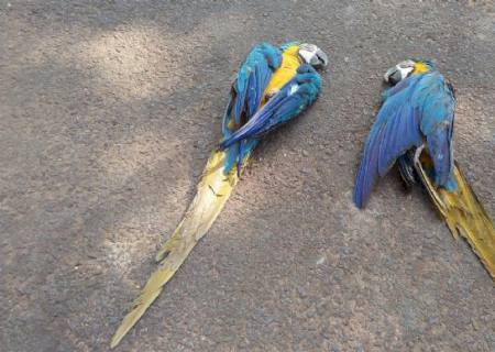 Araras atropeladas na BR-163 são recolhidas
