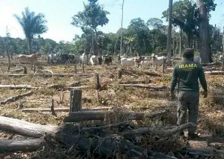 Desmatamento na Amazônia caiu 16% no último ano, diz governo