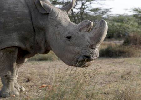 Morre último rinoceronte-branco do norte macho do mundo