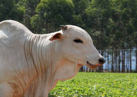 MS é líder no país em integração lavoura, pecuária e floresta com 2 milhões de hectares