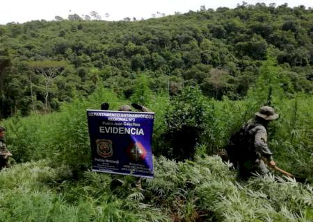Polícia paraguaia destrói três hectares de plantação de maconha na fronteira