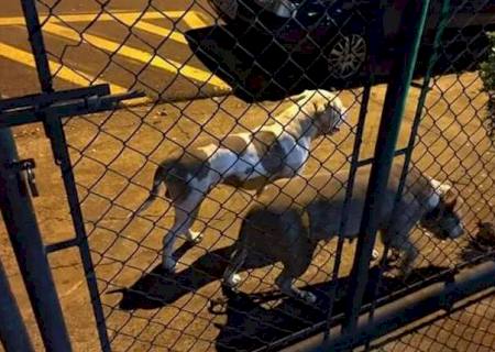 Homem tem o braço dilacerado ao ser atacado por Pitbulls em Campo Grande
