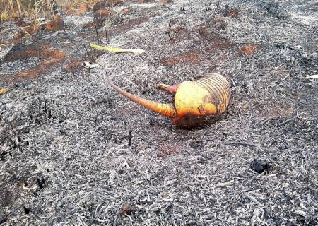 Paranaense é autuado em R$ 323 mil por desmatamento, incêndio em 126 hectares entre área protegida