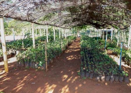 Semadi faz doação de mudas de ipês para pequenos produtores rurais